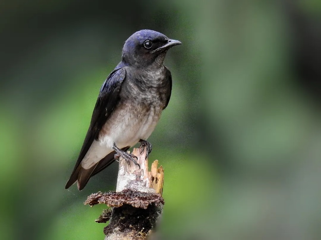 Golondrina doméstica