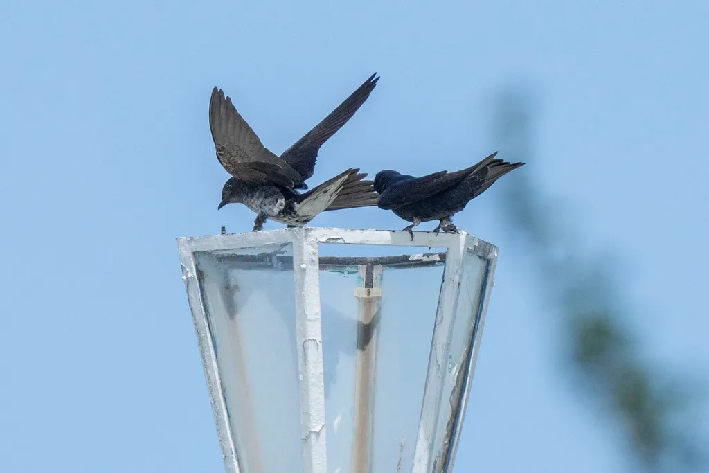 Golondrina negra