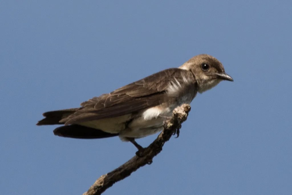 Golondrina parda