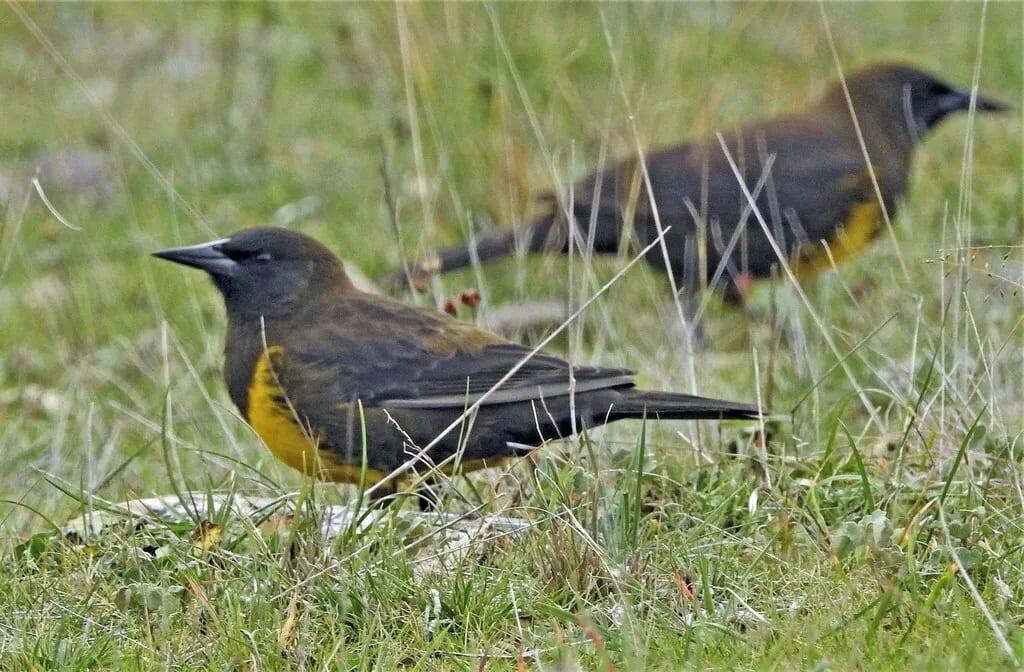 Pecho amarillo común