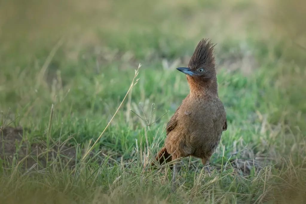 Cacholote castaño