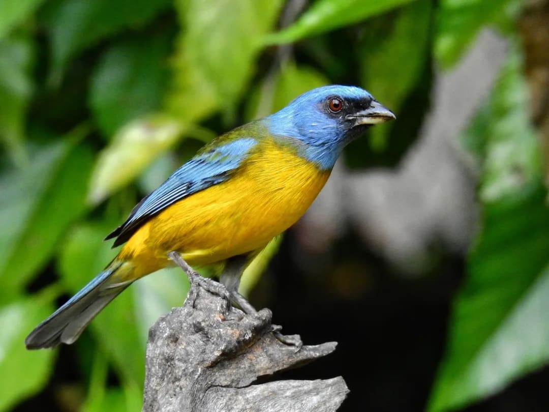 Naranjero