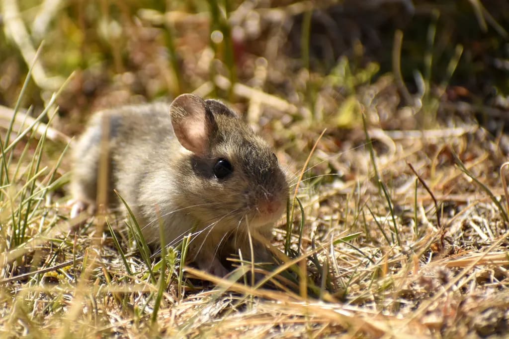 Rata conejo
