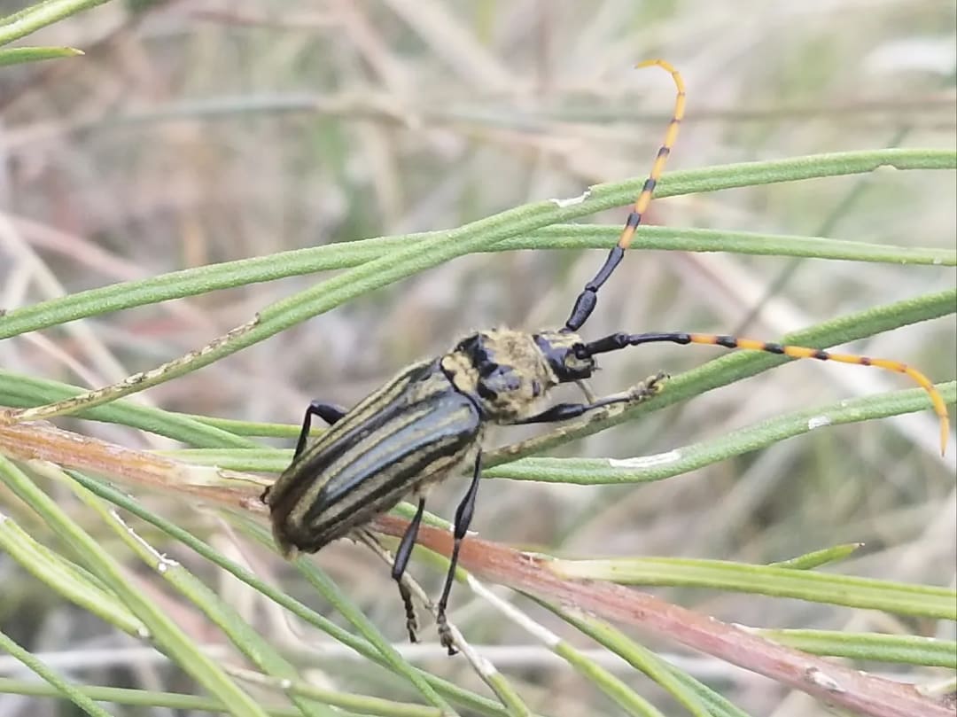 Retrachydes thoracicus