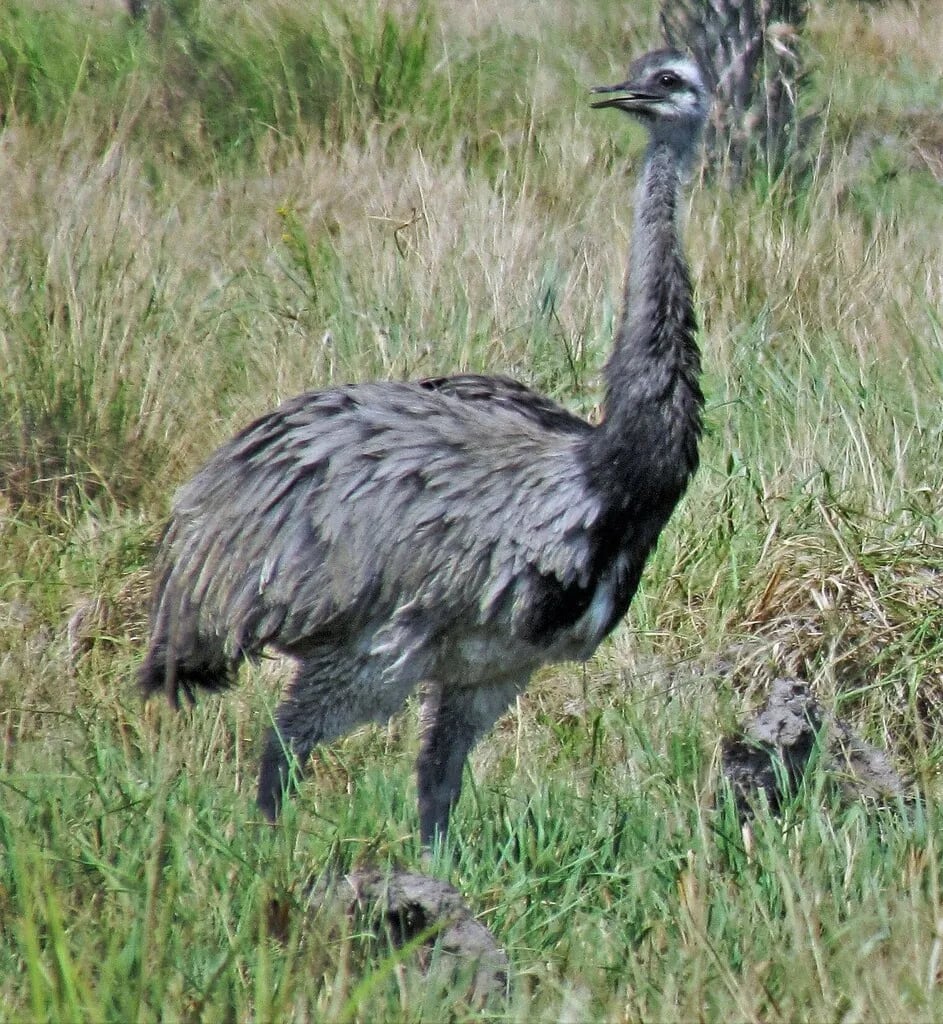 Ñandú común — foto 2