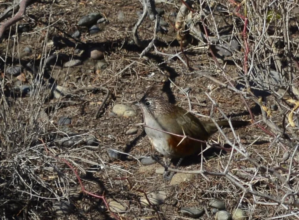 Gallito copetón