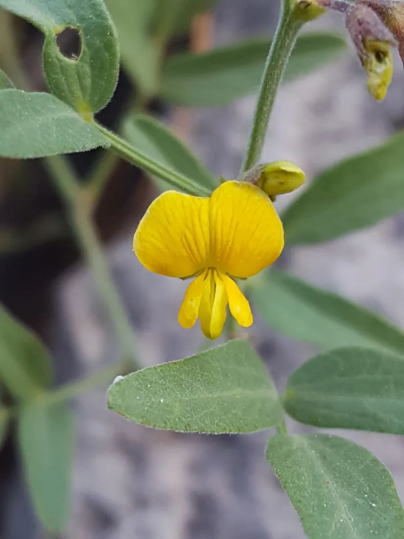 Rhynchosia senna