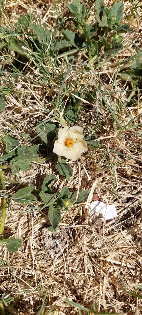 Rhynchosida physocalyx
