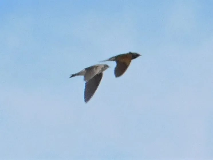 Golondrina zapadora