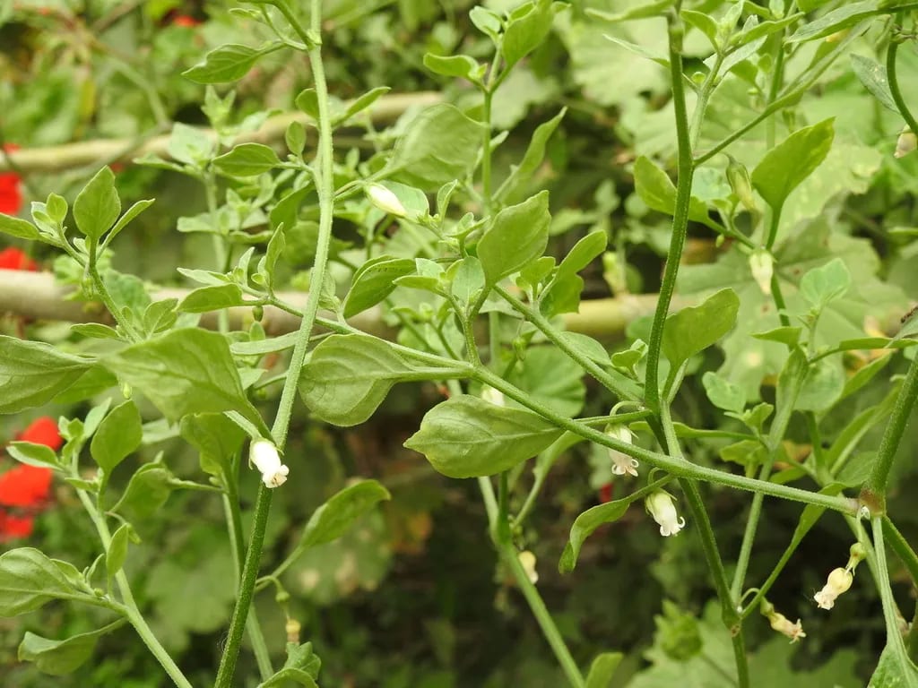 Salpichroa origanifolia