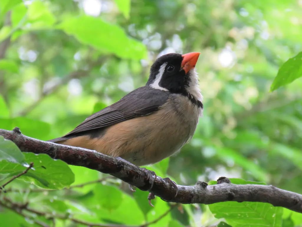 Pepitero de collar