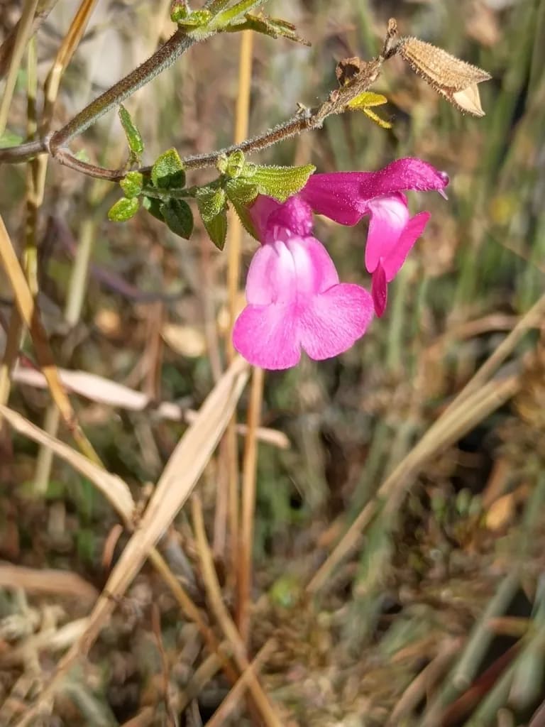 Salvia microphylla