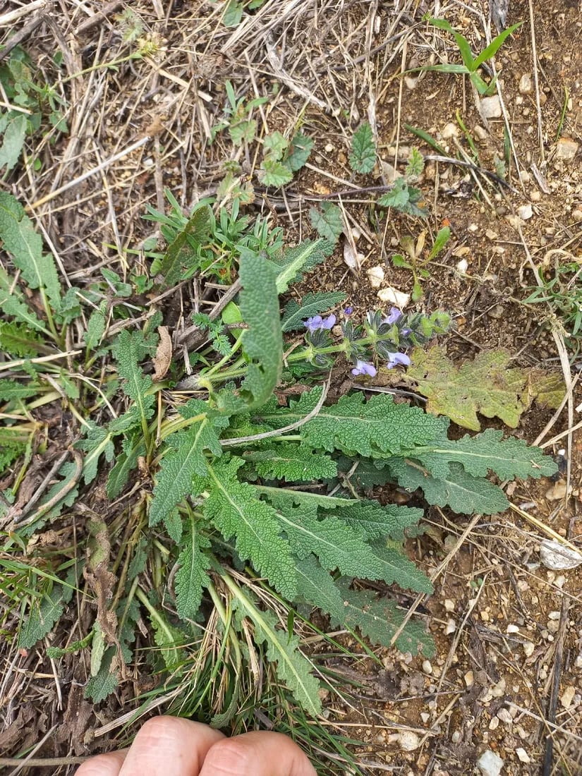 Salvia verbenaca
