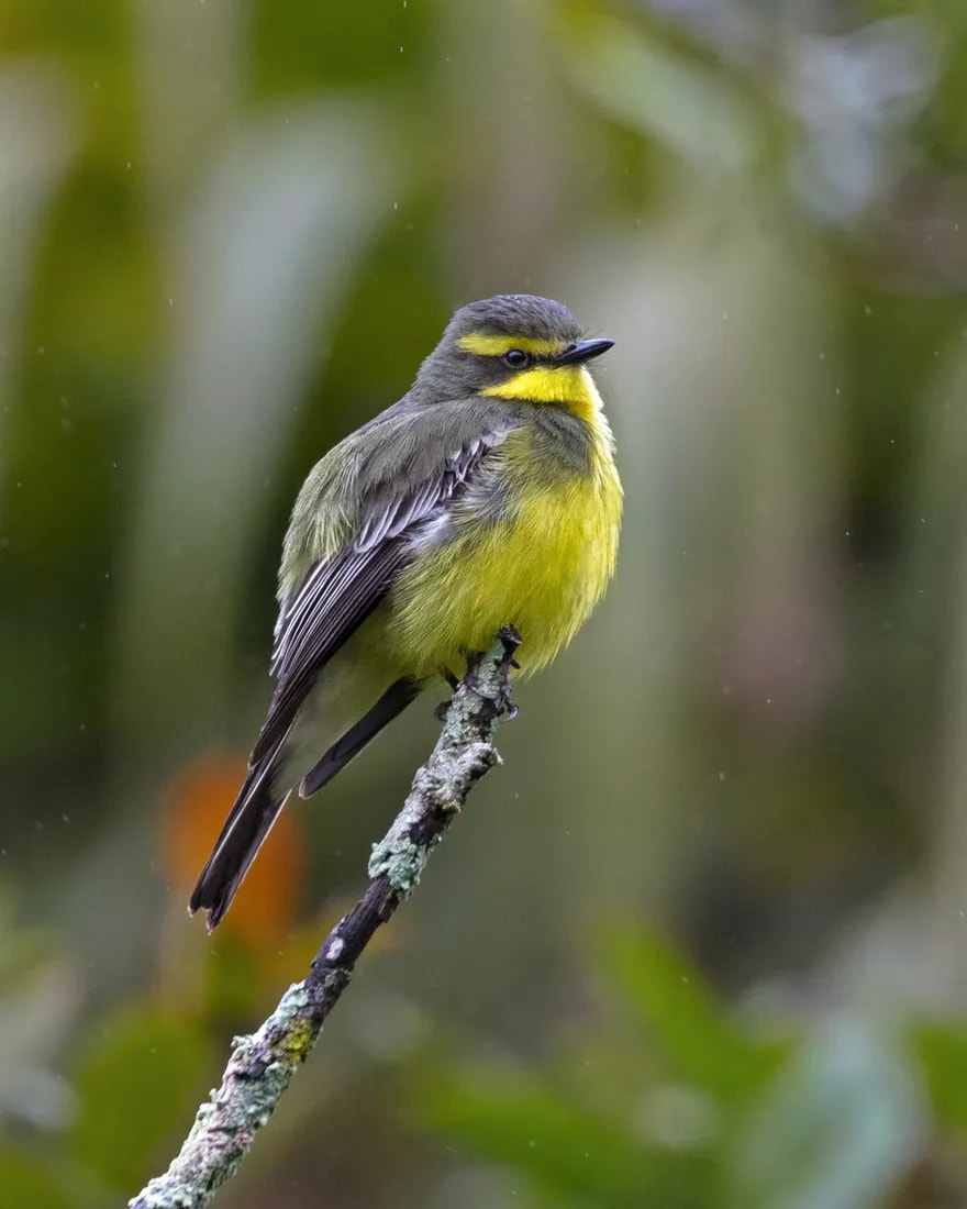 Suirirí amarillo