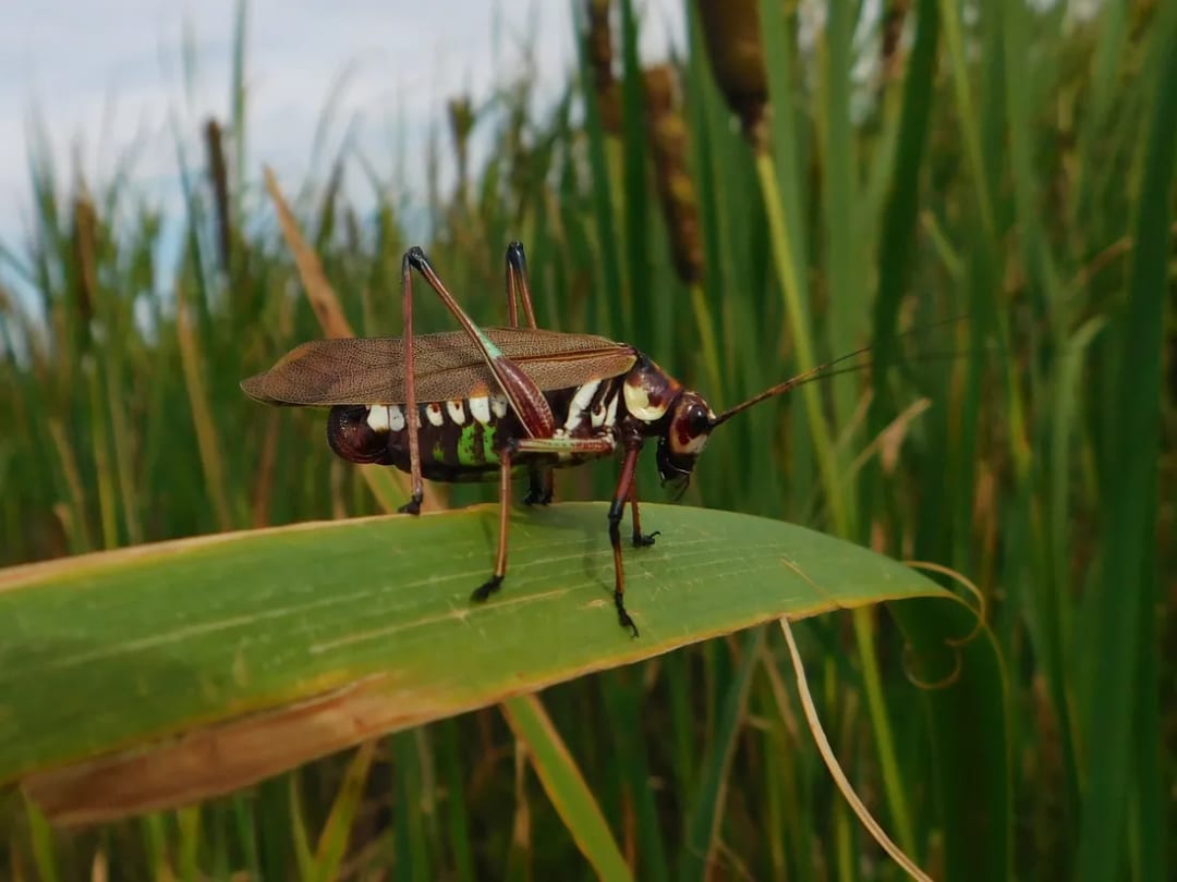Scaphura elegans