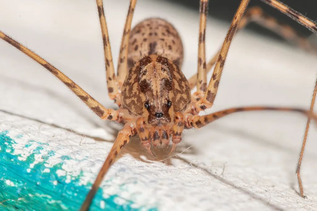 Scytodes globula