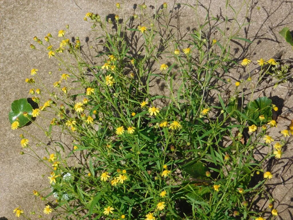 Senecio madagascariensis