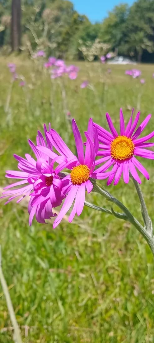 Senecio pulcher
