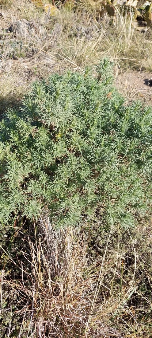 Senecio ventanensis