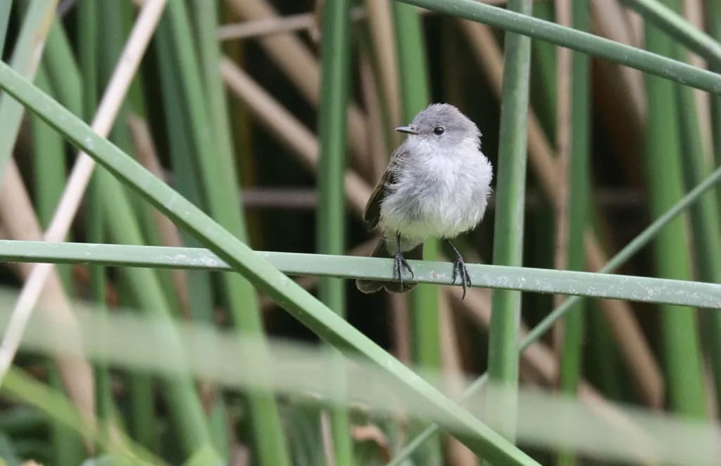 Piojito gris