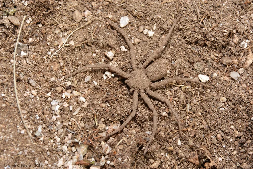 Sicarius rupestris