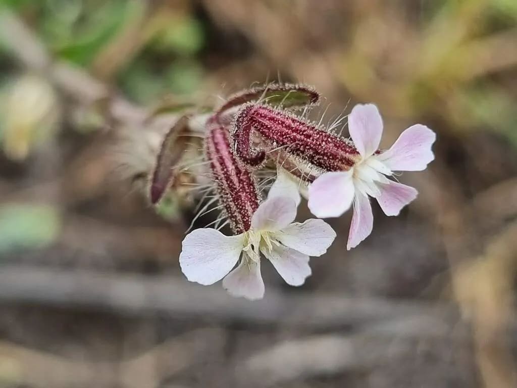 Silene gallica