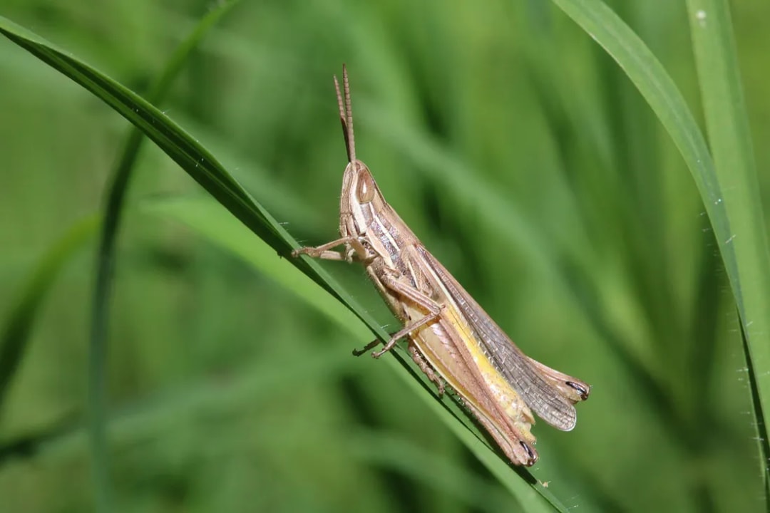 Sinipta dalmani