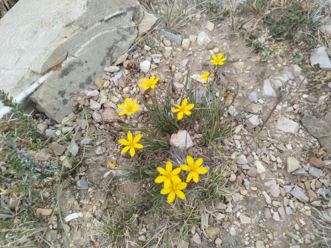 Sisyrinchium pachyrhizum