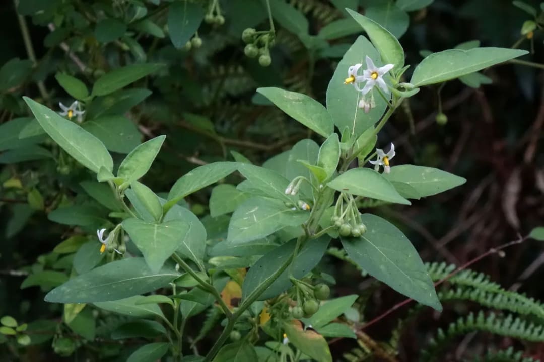 Solanum chenopodioides