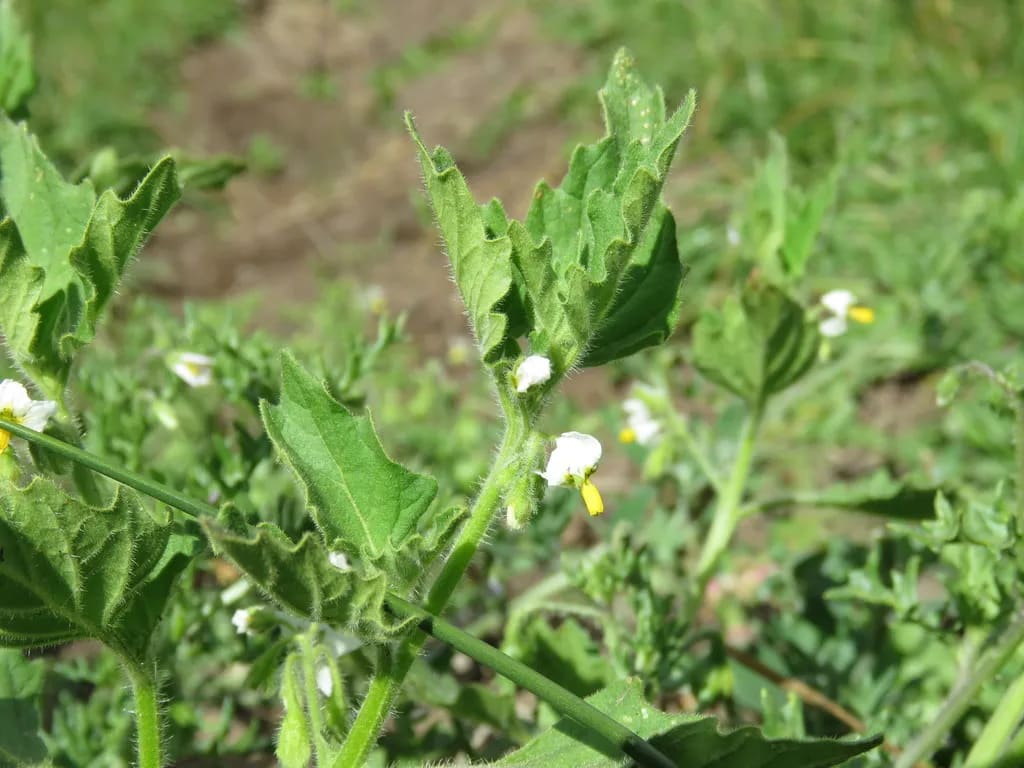 Solanum nitidibaccatum