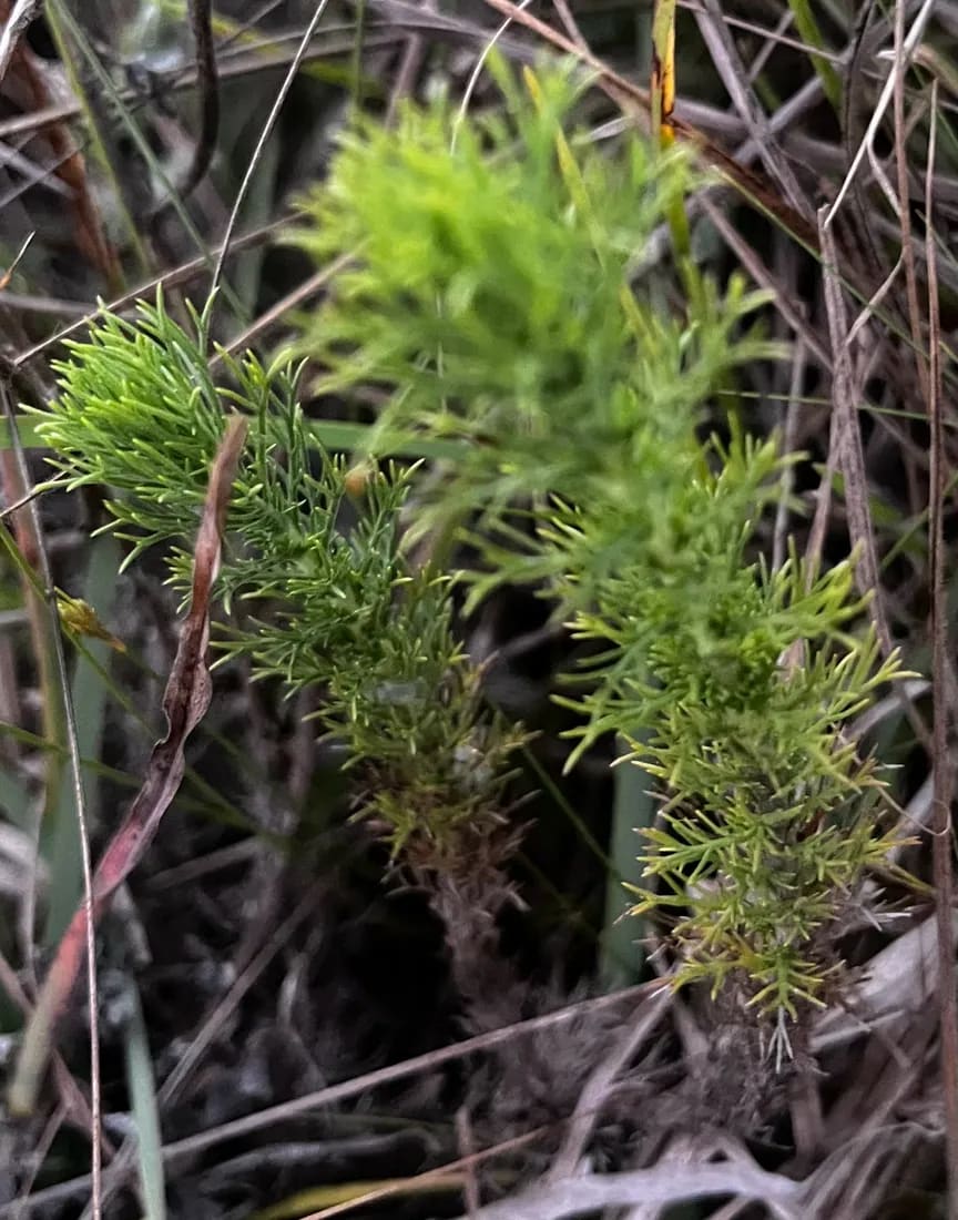 Sommerfeltia spinulosa