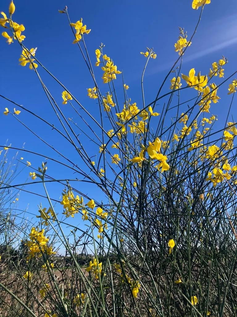 Retama