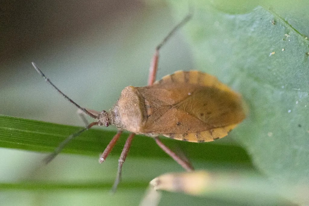 Spartocera fusca