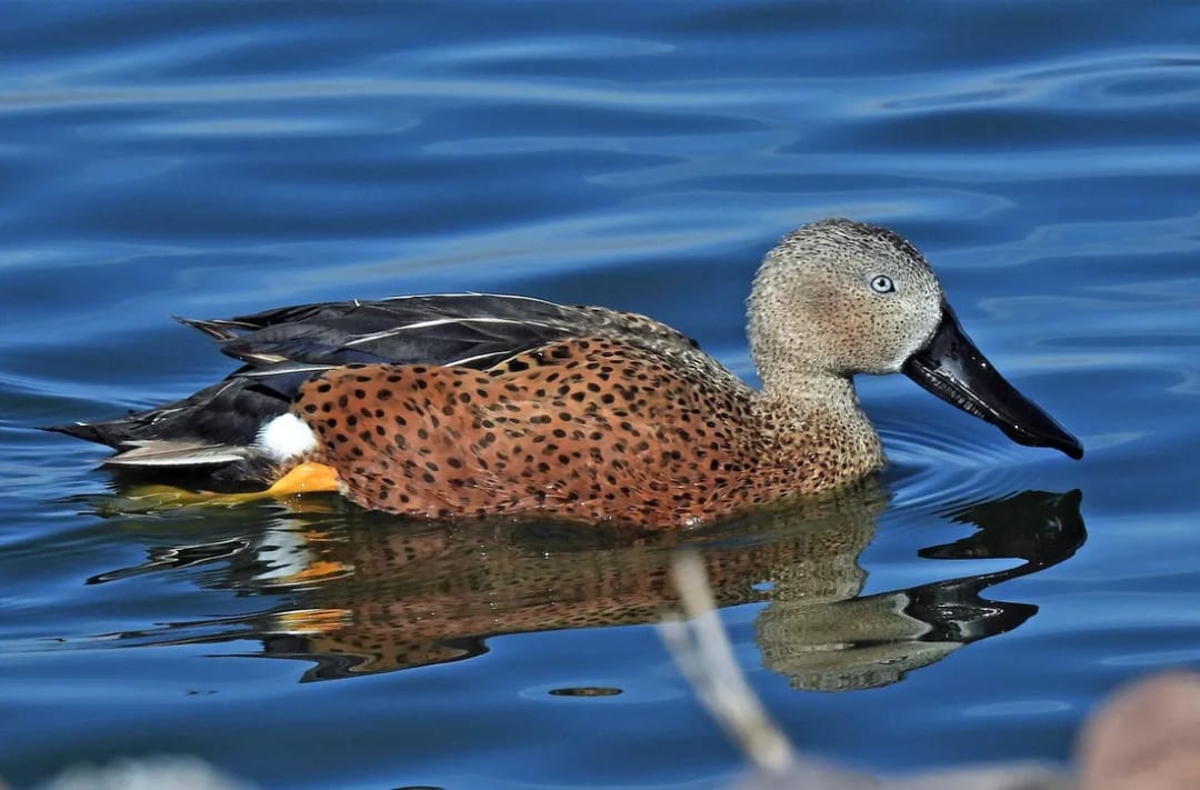 Pato cuchara