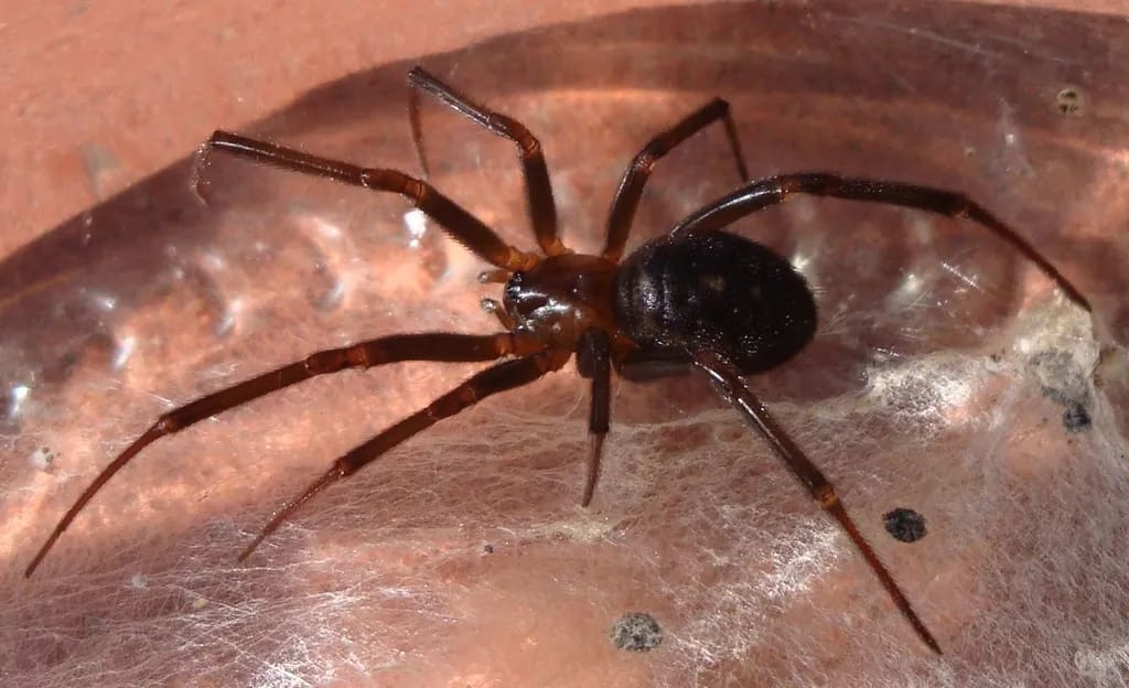 Falsa viuda negra doméstica