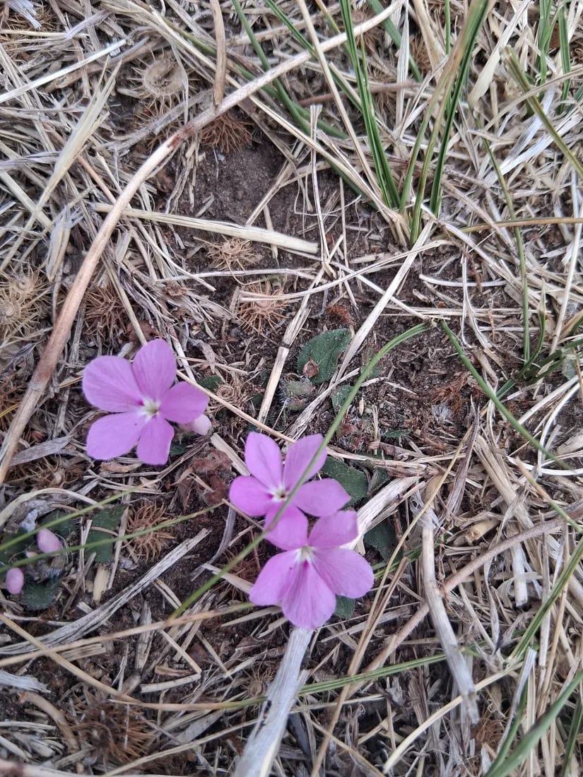 Stenandrium dulce