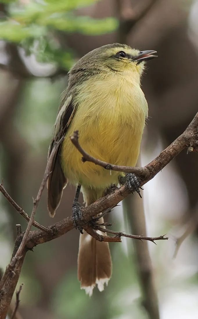 Calandrita