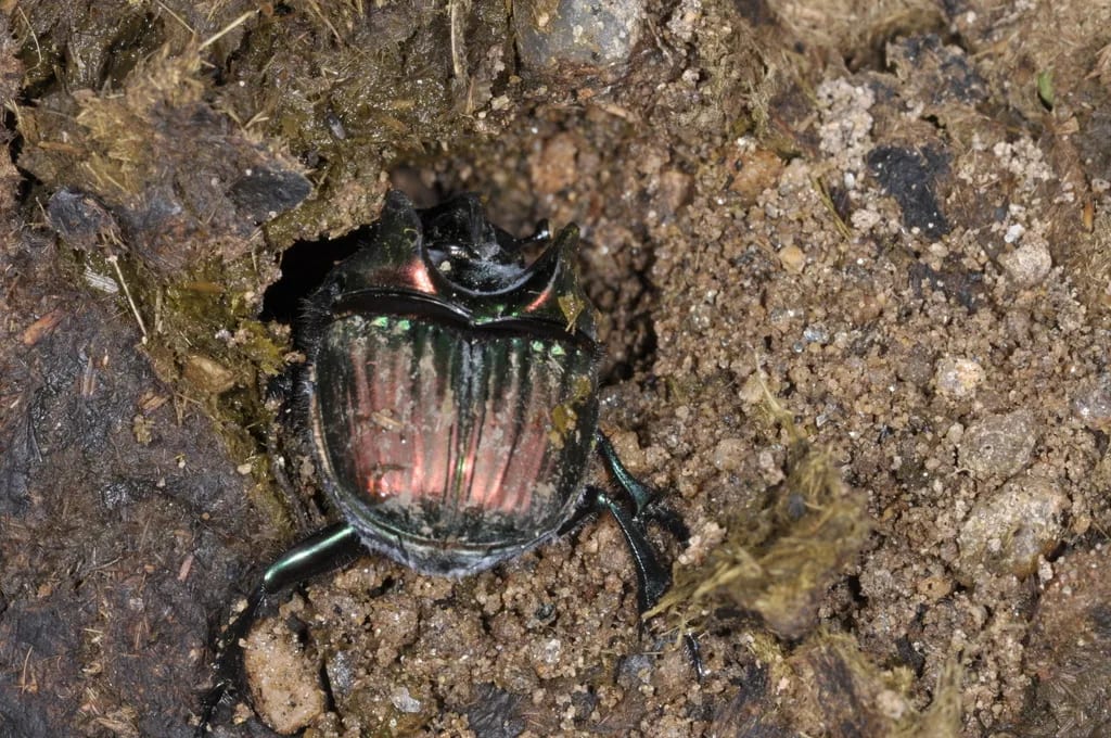 Sulcophanaeus menelas