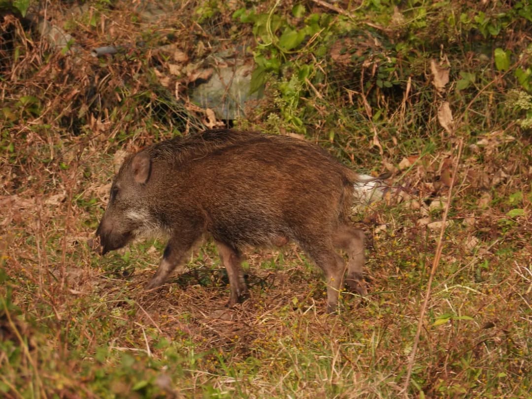 Jabalí