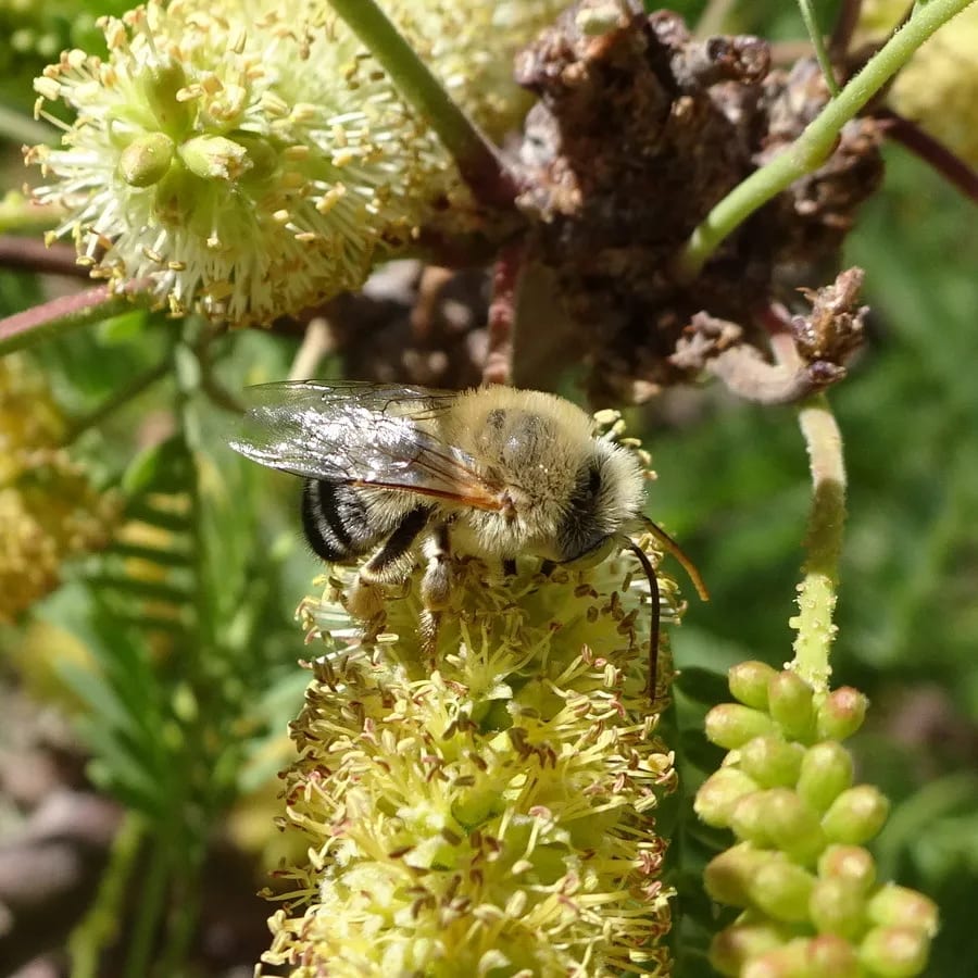 Svastra flavitarsis