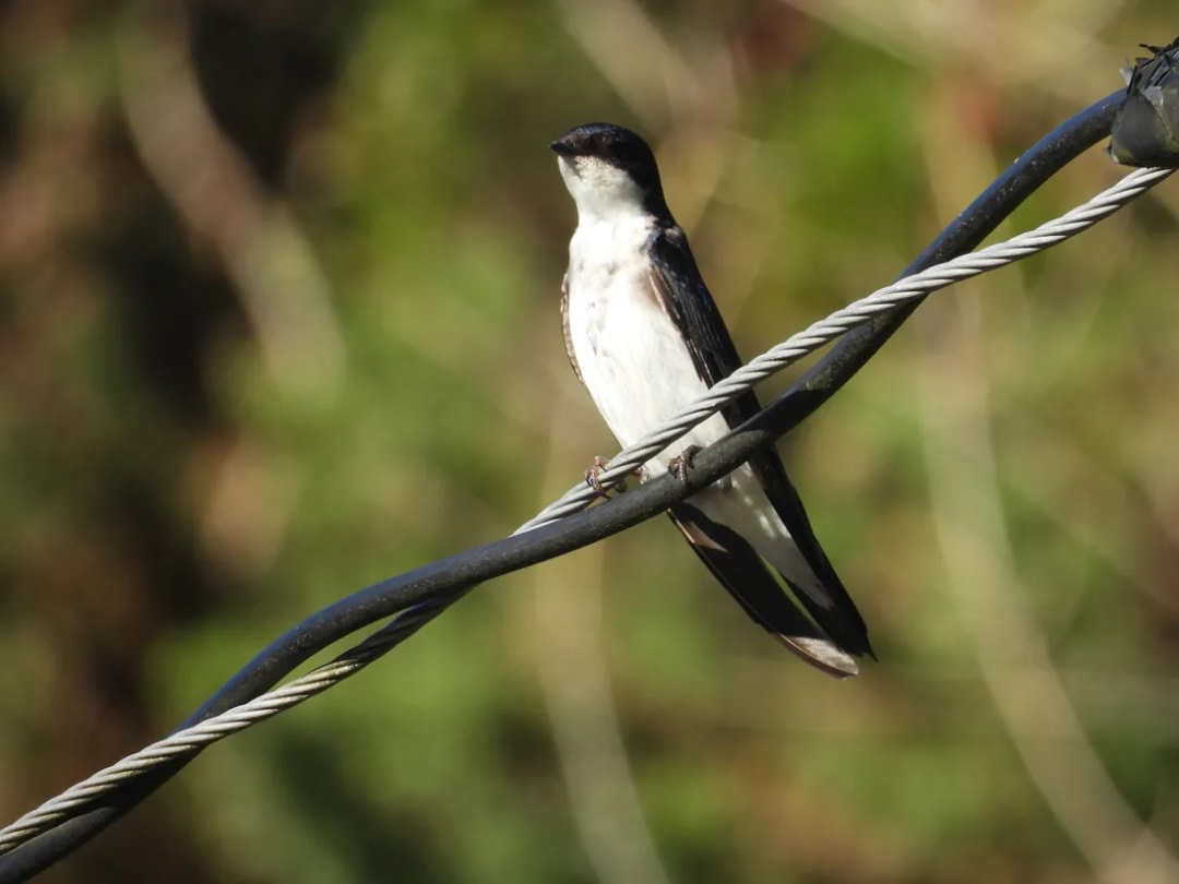 Golondrina patagónica