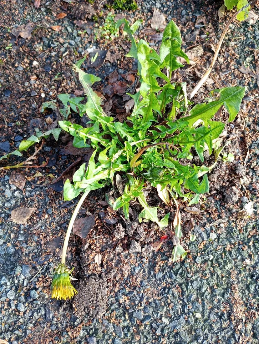 Diente de león
