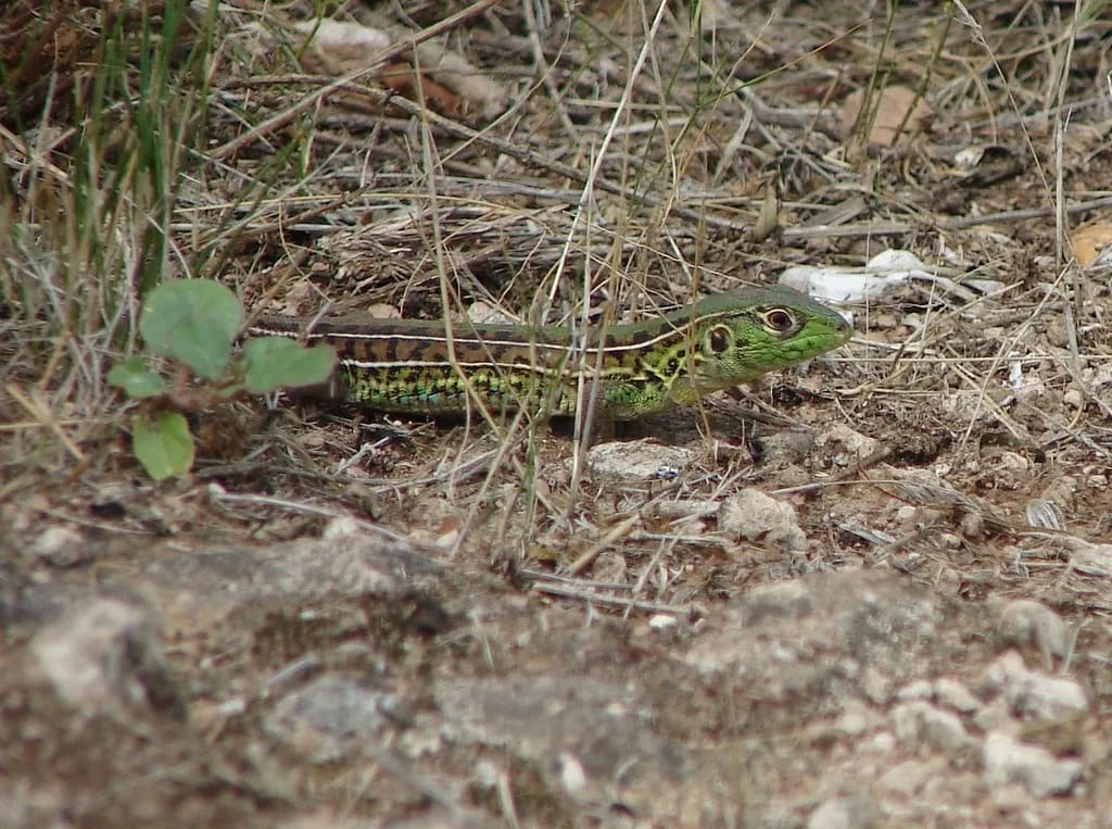 Lagartija verde común