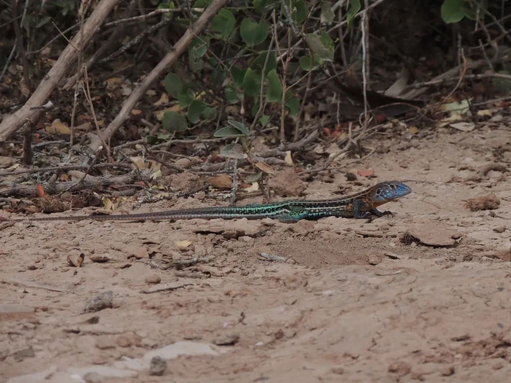 Lagartija verde