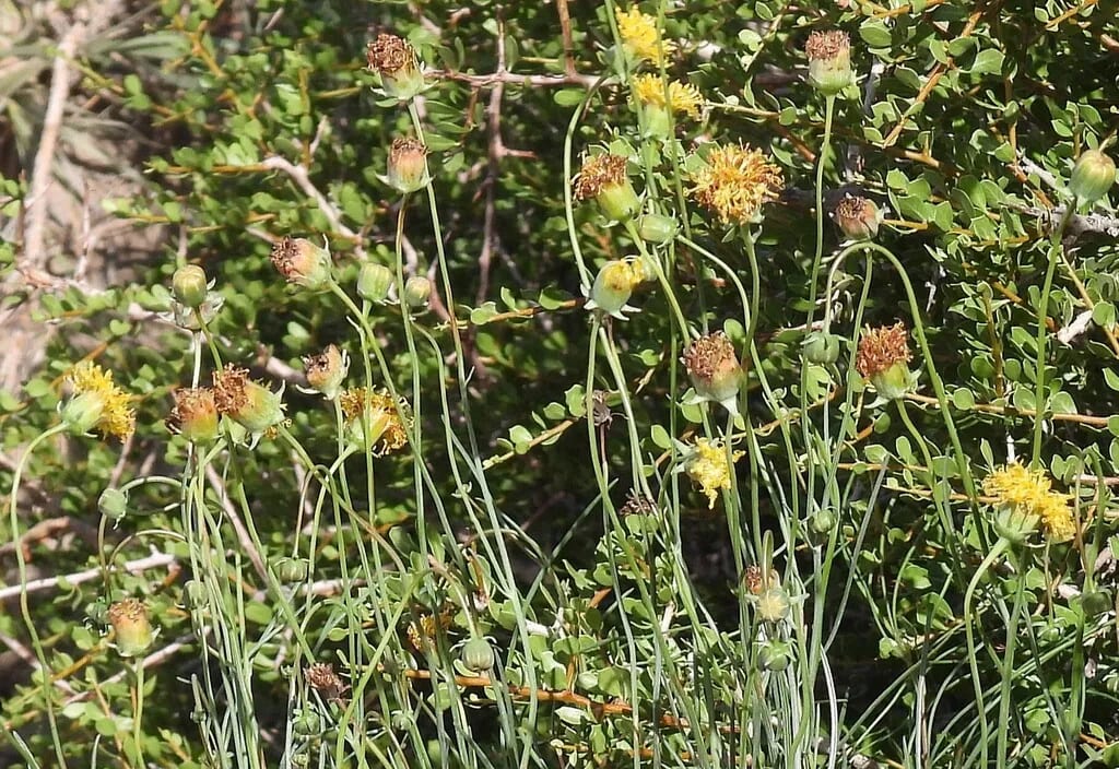 Thelesperma megapotamicum