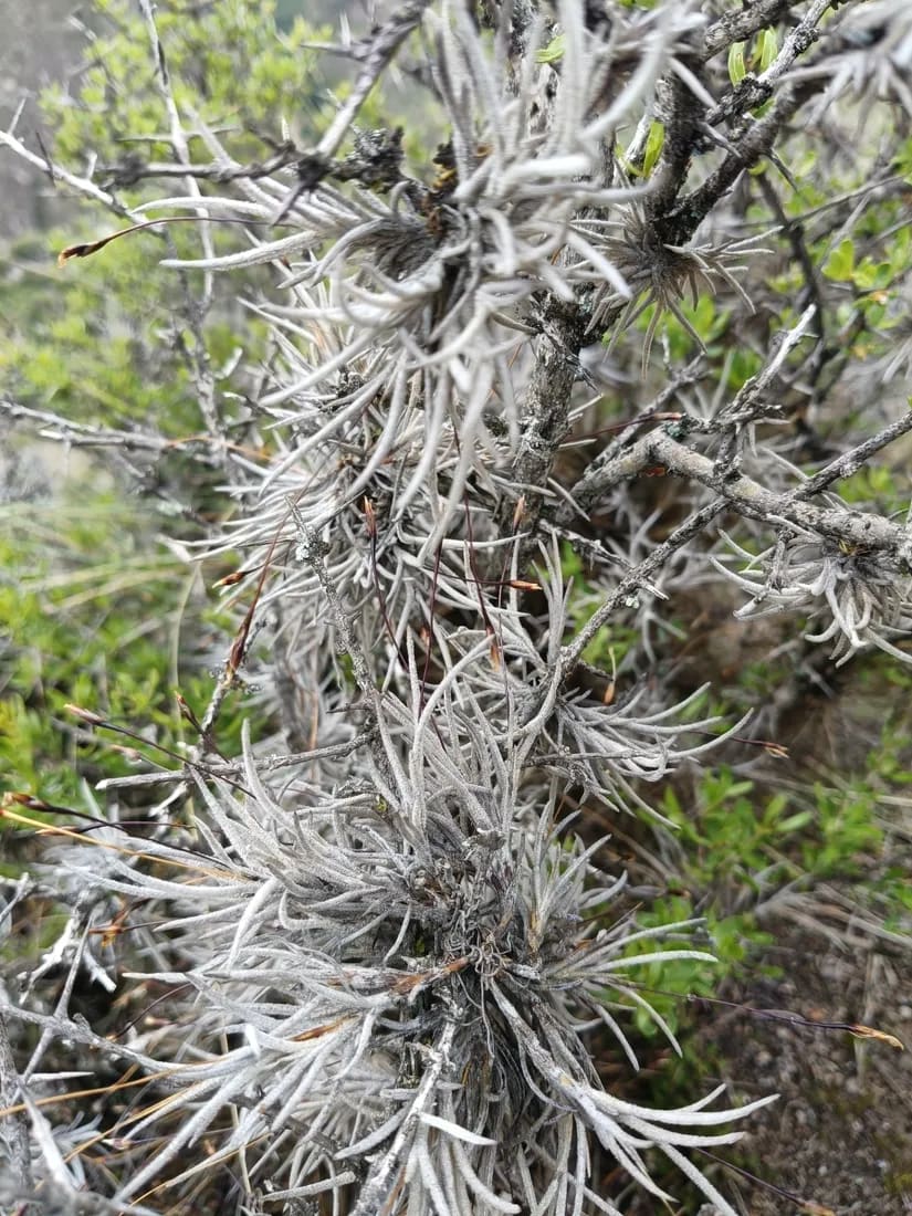Tillandsia capillaris