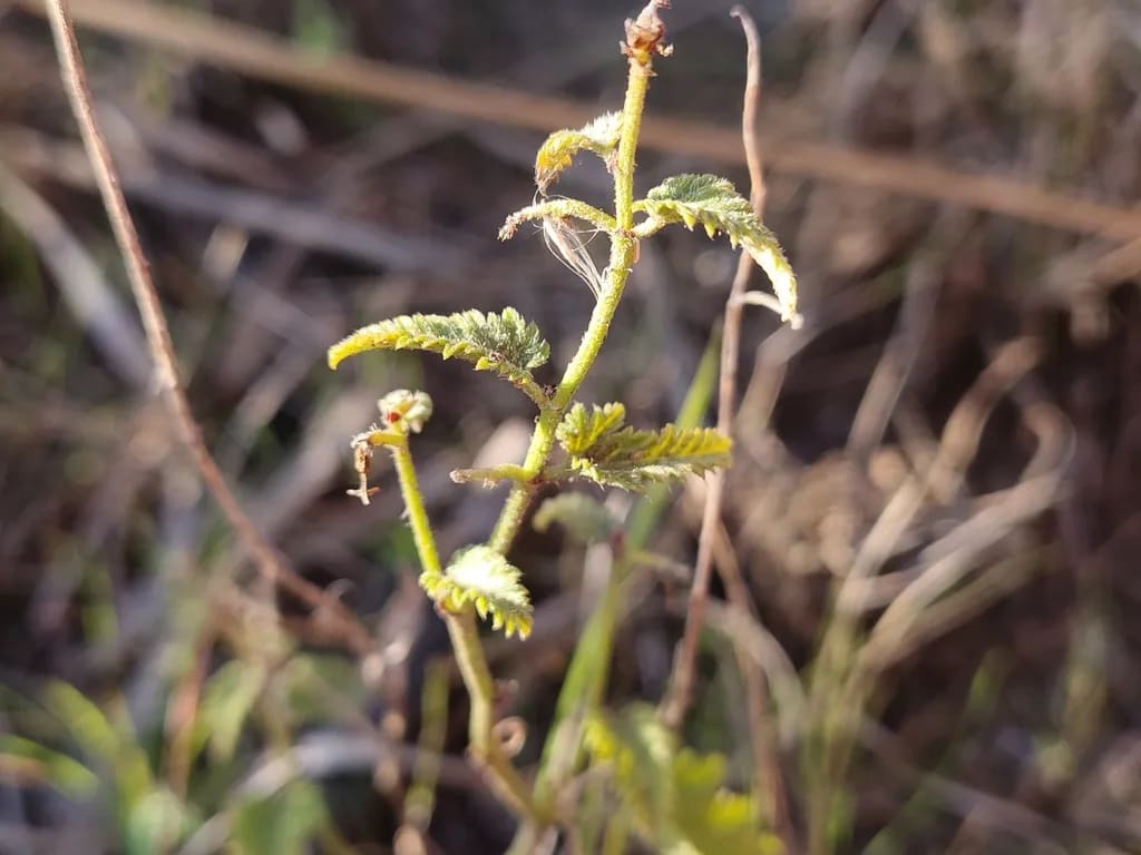 Tragia geraniifolia