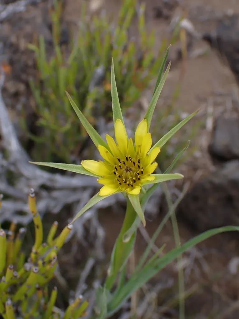Tragopogon dubius