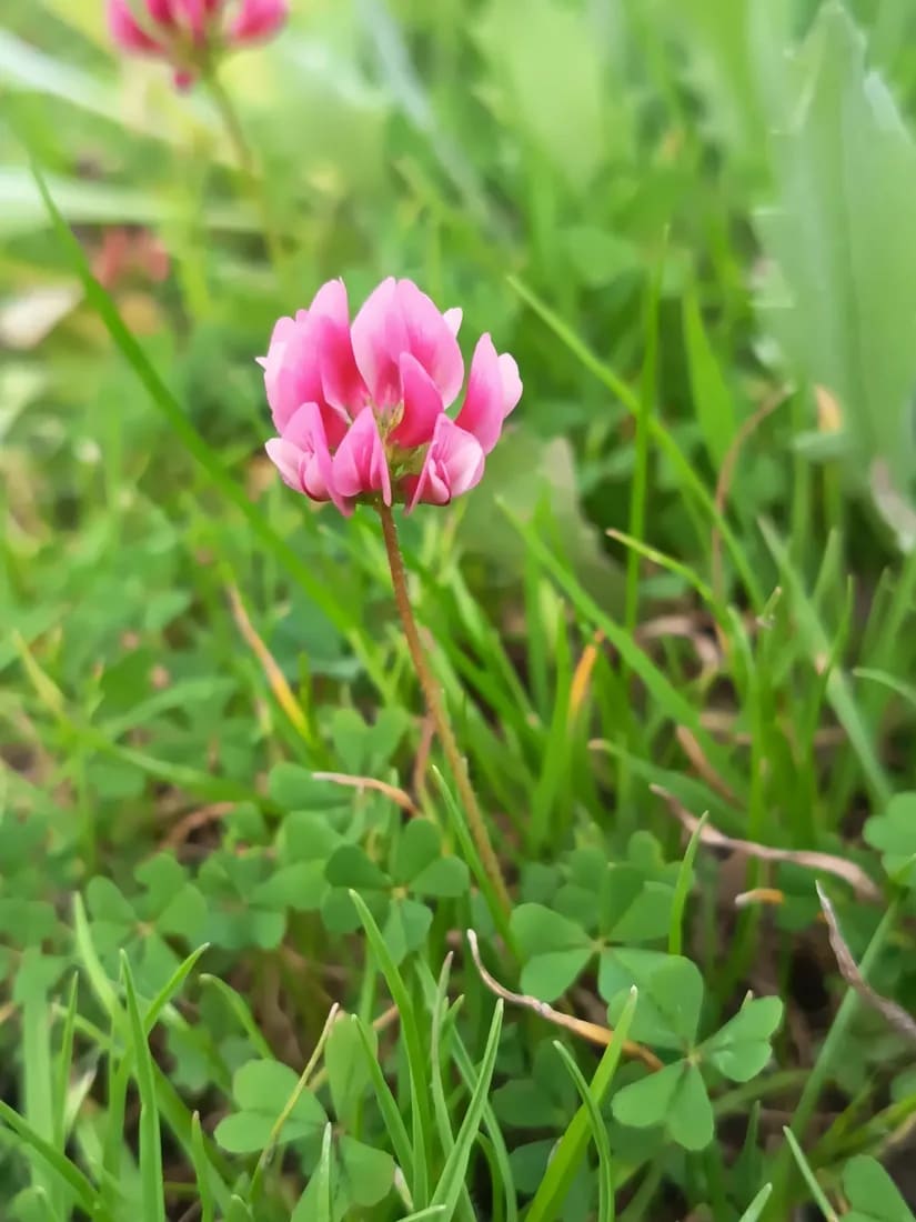 Trifolium polymorphum