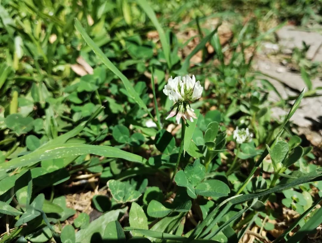 Trifolium repens